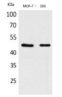 Fig.1. Western Blot analysis of MCF-7, 293 cells using Inhibin β-A Polyclonal Antibody. Secondary antibody (catalog#: A21020) was diluted at 1:20000.