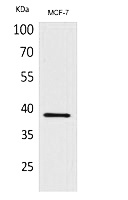 Fig.1. Western Blot analysis of MCF-7 cells using Cerberus Polyclonal Antibody. Antibody was diluted at 1:500. Secondary antibody (catalog#: A21020) was diluted at 1:20000.