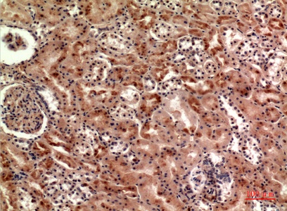 Fig.2. Immunohistochemical analysis of paraffin-embedded human-kidney, antibody was diluted at 1:100.