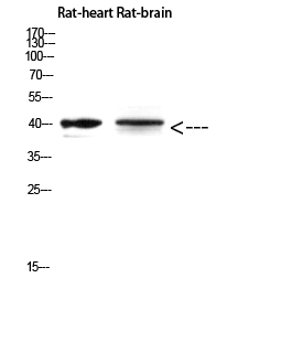 Fig.4. Western Blot analysis of Rat-heart Rat-brain using Cerberus Polyclonal Antibody diluted at 1:500. Secondary antibody (catalog#: A21020) was diluted at 1:20000.
