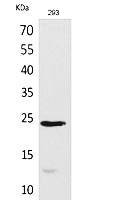 Fig.1. Western Blot analysis of 293 cells using MDA-7 Polyclonal Antibody. Secondary antibody (catalog#: A21020) was diluted at 1:20000.