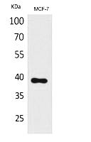 Fig.1. Western Blot analysis of MCF-7 cells using Nov Polyclonal Antibody. Secondary antibody (catalog#: A21020) was diluted at 1:20000.