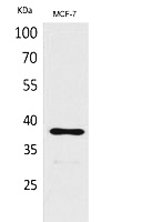 Fig.1. Western Blot analysis of MCF-7 cells using TPO Polyclonal Antibody. Secondary antibody (catalog#: A21020) was diluted at 1:20000.