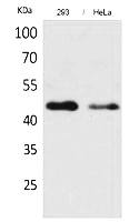 Fig.1. Western Blot analysis of 293, hela cells using IDH1 Polyclonal Antibody. Secondary antibody (catalog#: A21020) was diluted at 1:20000.