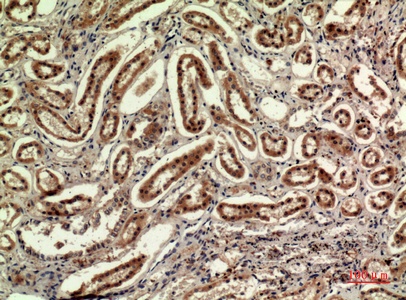 Fig.5. Immunohistochemical analysis of paraffin-embedded human-kidney, antibody was diluted at 1:100.