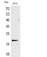 Fig. Western Blot analysis of PC12 cells using Histone H3 Polyclonal Antibody. Secondary antibody (catalog#: A21020) was diluted at 1:20000.