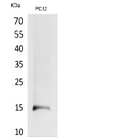 Fig.1. Western Blot analysis of PC12 cells using Histone H4 Polyclonal Antibody. Secondary antibody (catalog#: A21020) was diluted at 1:20000.