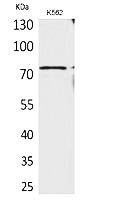 Fig.1. Western Blot analysis of K562 cells using BMAL1 Polyclonal Antibody. Secondary antibody (catalog#: A21020) was diluted at 1:20000.