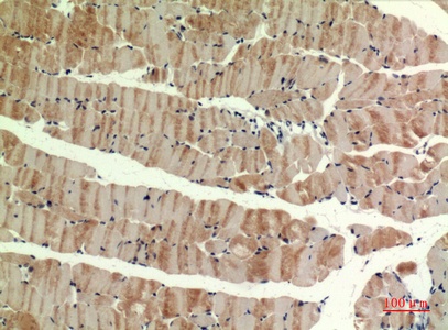 Fig.5. Immunohistochemical analysis of paraffin-embedded Mouse-muscle, antibody was diluted at 1:100.
