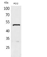 Fig.1. Western Blot analysis of PC12 cells using Tubulin α Polyclonal Antibody. Secondary antibody (catalog#: A21020) was diluted at 1:20000.