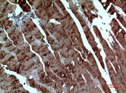 Fig.2. Immunohistochemical analysis of paraffin-embedded Mouse-muscle, antibody was diluted at 1:100.