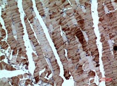 Fig.3. Immunohistochemical analysis of paraffin-embedded Mouse-muscle, antibody was diluted at 1:100.