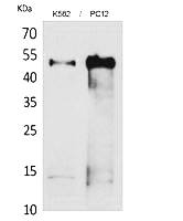 Fig.1. Western Blot analysis of K562,  PC12 cells using Tubulin α Polyclonal Antibody. Secondary antibody (catalog#: A21020) was diluted at 1:20000.