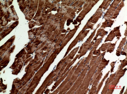 Fig.2. Immunohistochemical analysis of paraffin-embedded Mouse-muscle, antibody was diluted at 1:100.