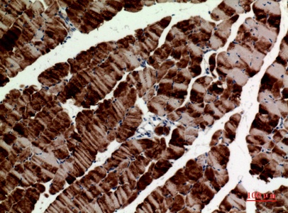 Fig.3. Immunohistochemical analysis of paraffin-embedded Mouse-muscle, antibody was diluted at 1:100.