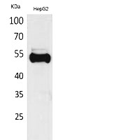 Fig. Western Blot analysis of HepG2 cells using Ub Polyclonal Antibody. Secondary antibody (catalog#: A21020) was diluted at 1:20000.