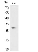 Fig.1. Western Blot analysis of K562 cells using ApoA-I Polyclonal Antibody. Secondary antibody (catalog#: A21020) was diluted at 1:20000.