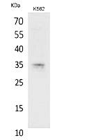 Fig.1. Western Blot analysis of K562 cells using Syntaxin 1 Polyclonal Antibody. Secondary antibody (catalog#: A21020) was diluted at 1:20000.