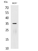 Fig.1. Western Blot analysis of MCF7 cells using IL-12A p35 Polyclonal Antibody. Secondary antibody (catalog#: A21020) was diluted at 1:20000.