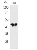 Fig.1. Western Blot analysis of K562 cells using ECA39 Polyclonal Antibody. Secondary antibody (catalog#: A21020) was diluted at 1:20000.