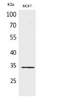 Fig.1. Western Blot analysis of MCF7 cells using MAPK Organizer 1 Polyclonal Antibody. Secondary antibody (catalog#: A21020) was diluted at 1:20000.