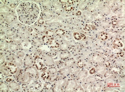 Fig.4. Immunohistochemical analysis of paraffin-embedded human-kidney, antibody was diluted at 1:100.