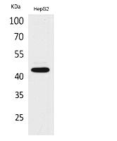 Fig. Western Blot analysis of HepG2 cells using EP1 Polyclonal Antibody. Secondary antibody (catalog#: A21020) was diluted at 1:20000.