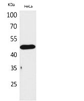 Fig. Western Blot analysis of hela cells using D3DR Polyclonal Antibody. Secondary antibody (catalog#: A21020) was diluted at 1:20000.