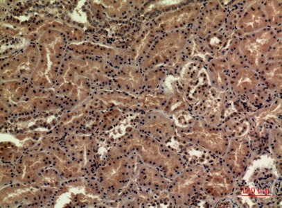 Fig.3. Immunohistochemical analysis of paraffin-embedded human-kidney, antibody was diluted at 1:100.