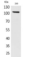 Fig.1. Western Blot analysis of 293 cells using Neuropilin Polyclonal Antibody. Secondary antibody (catalog#: A21020) was diluted at 1:20000.