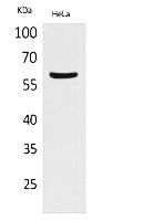 Fig.1. Western Blot analysis of hela cells using FMO3 Polyclonal Antibody. Secondary antibody (catalog#: A21020) was diluted at 1:20000.