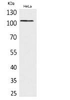 Fig. Western Blot analysis of hela cells using MCM6 Polyclonal Antibody . Secondary antibody (catalog#: A21020) was diluted at 1:20000.