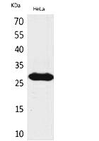 Fig. Western Blot analysis of hela cells using SNRPN Polyclonal Antibody. Secondary antibody (catalog#: A21020) was diluted at 1:20000.