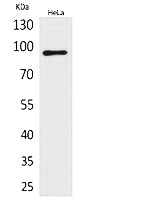 Fig.1. Western Blot analysis of hela cells using Integrin β2 Polyclonal Antibody. Antibody was diluted at 1:500. Secondary antibody (catalog#: A21020) was diluted at 1:20000.