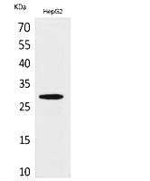 Fig. Western Blot analysis of HepG2 cells using CD69 Polyclonal Antibody. Secondary antibody (catalog#: A21020) was diluted at 1:20000.