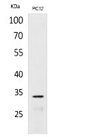 Fig.1. Western Blot analysis of PC12 cells using CD74 Polyclonal Antibody. Secondary antibody (catalog#: A21020) was diluted at 1:20000.