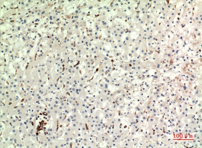 Fig.2. Immunohistochemical analysis of paraffin-embedded human-liver, antibody was diluted at 1:100.