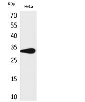 Fig. Western Blot analysis of hela cells using CD85f Polyclonal Antibody. Secondary antibody (catalog#: A21020) was diluted at 1:20000.