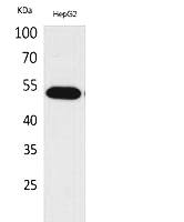 Fig.1. Western Blot analysis of HepG2 cells using LIR-7 Polyclonal Antibody. Secondary antibody (catalog#: A21020) was diluted at 1:20000.