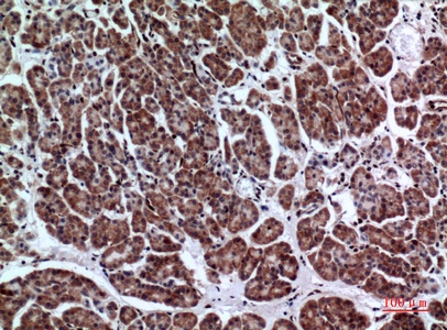 Fig.4. Immunohistochemical analysis of paraffin-embedded human-pancreas, antibody was diluted at 1:100.