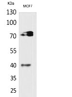 Fig.1. Western Blot analysis of MCF7 cells using CD110 Polyclonal Antibody. Secondary antibody (catalog#: A21020) was diluted at 1:20000.