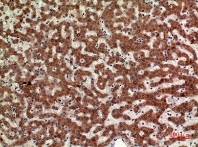 Fig.3. Immunohistochemical analysis of paraffin-embedded human-liver, antibody was diluted at 1:100.