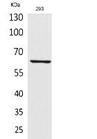 Fig. Western Blot analysis of 293 cells using IL-18R Polyclonal Antibody. Secondary antibody (catalog#: A21020) was diluted at 1:20000.