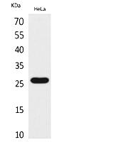 Fig. Western Blot analysis of hela cells using DCL-1 Polyclonal Antibody. Secondary antibody (catalog#: A21020) was diluted at 1:20000.