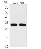 Fig.1. Western Blot analysis of hela, PC12 cells using CD300f Polyclonal Antibody. Secondary antibody (catalog#: A21020) was diluted at 1:20000.