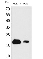 Fig.1. Western Blot analysis of MCF7, PC12 cells using CD225 Polyclonal Antibody. Secondary antibody (catalog#: A21020) was diluted at 1:20000.