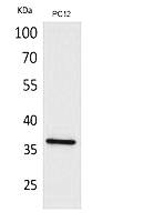 Fig.1. Western Blot analysis of PC12 cells using JAM-A Polyclonal Antibody. Secondary antibody (catalog#: A21020) was diluted at 1:20000.