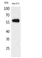 Fig. Western Blot analysis of NIH-3T3 cells using CD223 Polyclonal Antibody. Secondary antibody (catalog#: A21020) was diluted at 1:20000.