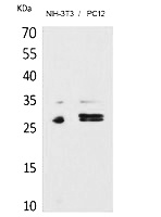 Fig. Western Blot analysis of NIH-3T3, PC12 cells using DcR1 Polyclonal Antibody. Secondary antibody (catalog#: A21020) was diluted at 1:20000.
