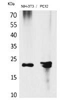 Fig.1. Western Blot analysis of NIH-3T3, PC12 cells using HRP-3 Polyclonal Antibody. Secondary antibody (catalog#: A21020) was diluted at 1:20000.